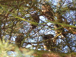 FZ011115 Six Long-eared owls (Asio otus) in tree.jpg